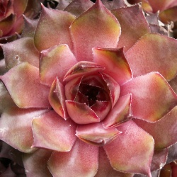 Sempervivum - Dachwurz - Hauswurz